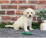Small #12 Labrador Retriever