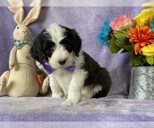 Sheepadoodle Puppy for sale in LANCASTER, PA, USA