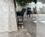 Small Photo #1 Rottweiler Puppy For Sale in LOS ANGELES, CA, USA