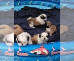 Small #4 Shih Tzu