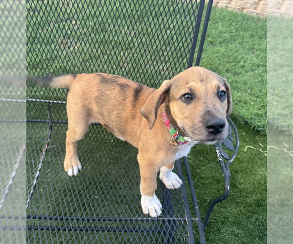 Medium Photo #4 Great Dane-Unknown Mix Puppy For Sale in OKLAHOMA CITY, OK, USA