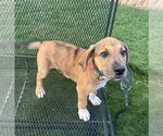 Small #3 Great Dane Mix