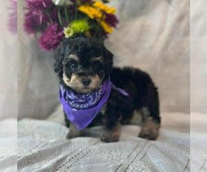 Medium Poodle (Toy)