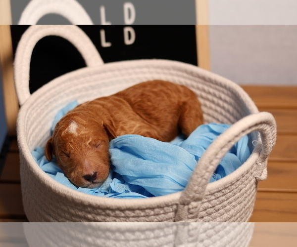 Medium Photo #37 Goldendoodle Puppy For Sale in MIAMI, FL, USA