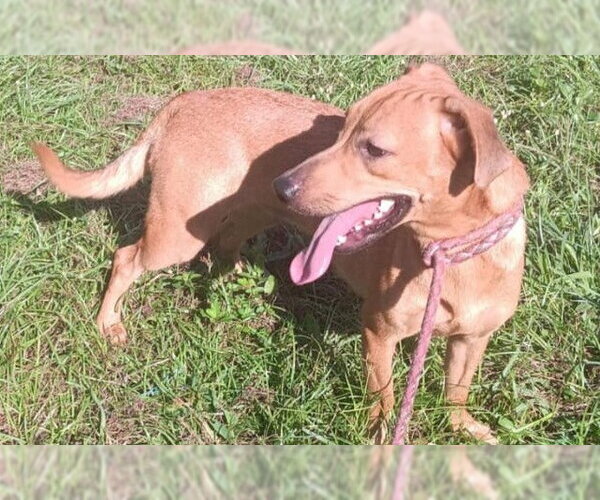 Medium Photo #2 Chihuahua-Unknown Mix Puppy For Sale in Virginia Beach, VA, USA