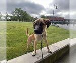 Small #2 Mountain Cur Mix