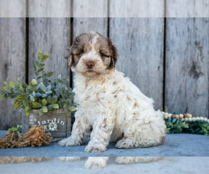 Medium Poodle (Miniature)-Portuguese Water Dog Mix
