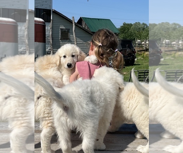 Medium Photo #10 Maremma Sheepdog Puppy For Sale in CONNEAUT, OH, USA