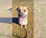 Small #4 Black Mouth Cur Mix