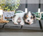 Small #2 Cavalier King Charles Spaniel