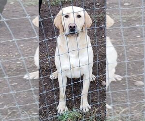 Father of the Labrador Retriever puppies born on 06/11/2026