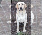 Small Photo #1 Labrador Retriever Puppy For Sale in OLYMPIA, WA, USA
