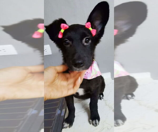 Medium Photo #2 Australian Kelpie-Border Collie Mix Puppy For Sale in San Diego, CA, USA
