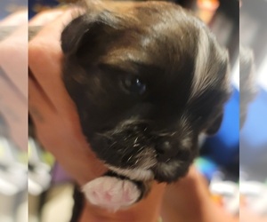 Shih Tzu Puppy for sale in FULLERTON, CA, USA