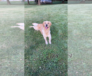 Mother of the Golden Retriever puppies born on 11/20/2025