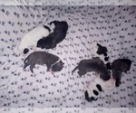 Small Photo #1 American Staffordshire Terrier Puppy For Sale in JACKSONVILLE, FL, USA