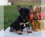 Small #1 French Bulldog