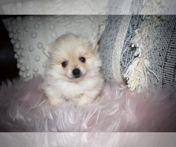 Medium Photo #4 Pomeranian Puppy For Sale in BANKS SPRINGS, LA, USA