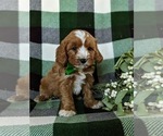Small #2 Cavapoo