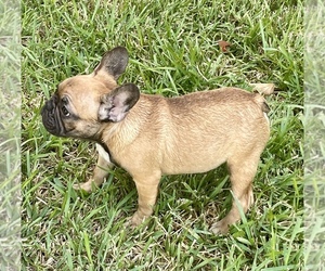 French Bulldog Puppy for sale in WESLACO, TX, USA