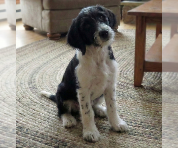 Medium Photo #4 Beagle-Poodle (Standard) Mix Puppy For Sale in Grovertown, IN, USA