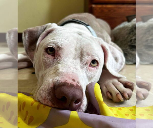Medium Photo #17 American Pit Bull Terrier-Unknown Mix Puppy For Sale in Germantown, OH, USA