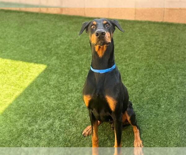 Medium Photo #2 Doberman Pinscher-Unknown Mix Puppy For Sale in Moreno Valley, CA, USA