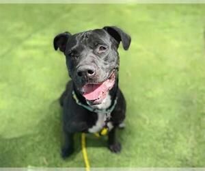 American Pit Bull Terrier-Unknown Mix Dogs for adoption in Las Vegas, NV, USA