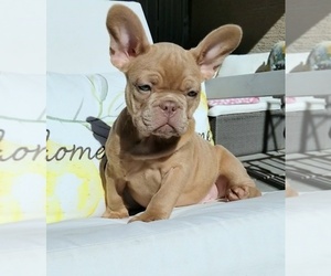 French Bulldog Puppy for sale in LAS VEGAS, NV, USA