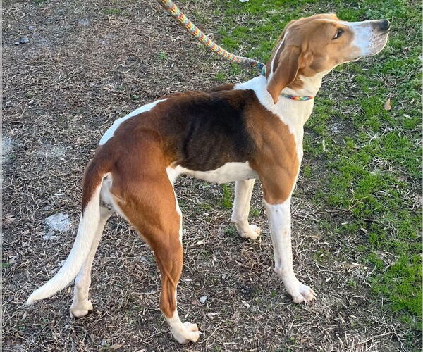 Medium Photo #3 Mutt Puppy For Sale in Tarboro, NC, USA