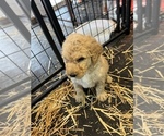 Small Photo #4 Poodle (Standard) Puppy For Sale in CUB RUN, KY, USA