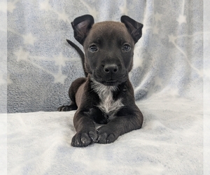 American Bully-Jack Russell Terrier Mix Puppy for sale in ELIZABETHTON, TN, USA
