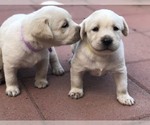 Small Photo #3 Labrador Retriever Puppy For Sale in MORENO VALLEY, CA, USA