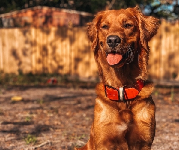 Medium Photo #1 Golden Retriever Puppy For Sale in EUSTIS, FL, USA