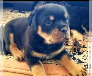 Rottweiler Puppy for sale in YUCCA VALLEY, CA, USA