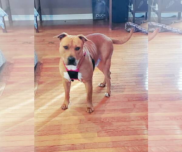 Medium Photo #9 Mutt Puppy For Sale in Westminster, MD, USA