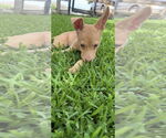 Small #1 Chihuahua Mix