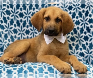 Bloodhound-German Shepherd Dog Mix Puppy for sale in LAKELAND, FL, USA