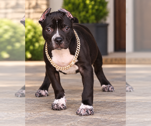 American Bully Puppy for sale in CHAMPAIGN, IL, USA