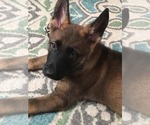 Small Photo #12 German Shepherd Dog Puppy For Sale in JERSEY CITY, NJ, USA