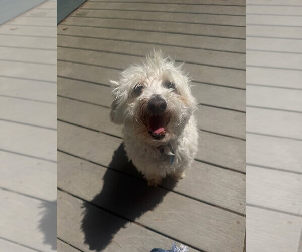 Medium Photo #35 Maltipoo (Miniature) Puppy For Sale in Bellingham, WA, USA