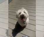 Small #34 Maltipoo (Miniature)