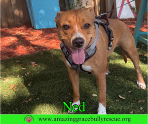 Ned - Male American Pit Bull Terrier-Unknown Mix Dog for Adoption - Photo #7