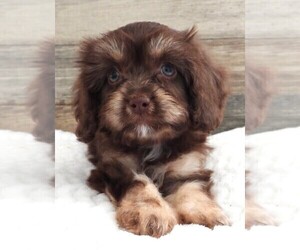 Cavapoo Puppy for Sale in CARLISLE, Kentucky USA