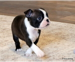 Small #21 Boston Terrier