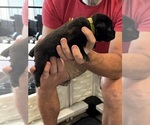 Small Photo #37 Cane Corso Puppy For Sale in REEVESVILLE, SC, USA