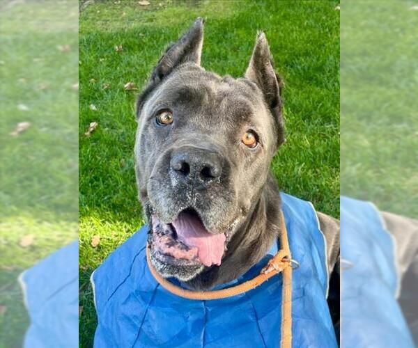 Medium Photo #2 Mutt Puppy For Sale in Woodland, CA, USA