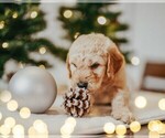 Puppy Teddy Goldendoodle