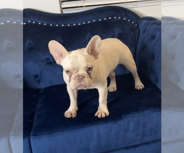 Medium Photo #49 French Bulldog Puppy For Sale in BATON ROUGE, LA, USA