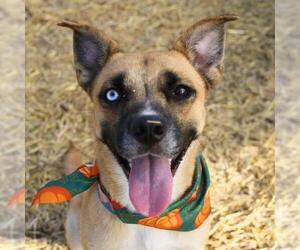 Mutt Dogs for adoption in San Antonio, TX, USA